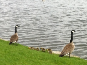 Baby geese with mom and dad!
