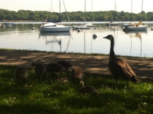 Baby geese a few weeks later!!!