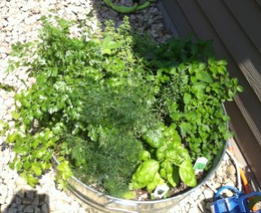 Herbs galore in 2-3 weeks