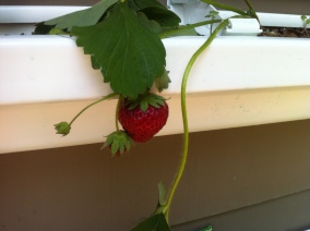 Strawberry in gutter gardens. Mine are not quite deep enough for strawberries.
